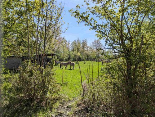 Pferdegehege-im-Grünen-Bogen-Leipzig-Heiterblick